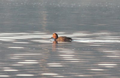 ferruginous duck.jpg