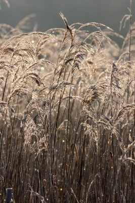 reeds.jpg