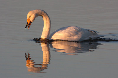 whooper.jpg