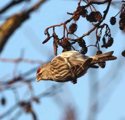 redpoll.jpg