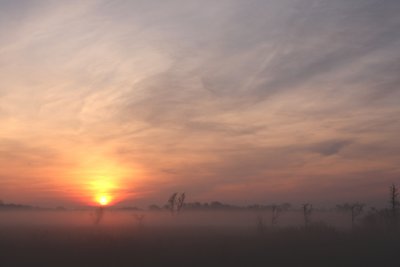 Sutton Fen