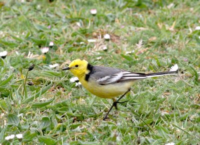 citrine wagtail.jpg