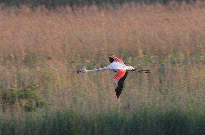 Greater flamingo.jpg