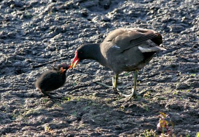 moorhen.jpg
