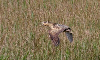  bittern.jpg