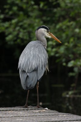 grey heron