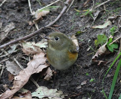 Birds photographed in Britain