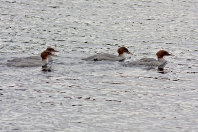 Goosanders.jpg