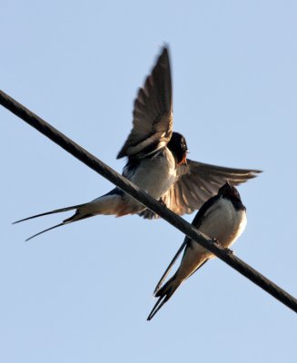 birds