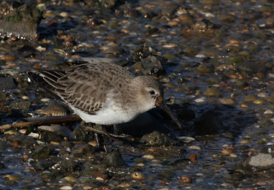 dunlin