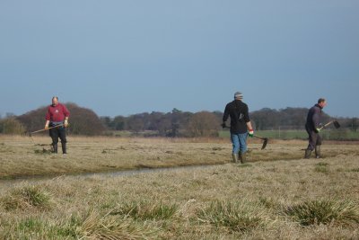 Spear Thistle removal at Buckenham.jpg