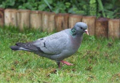 stock dove