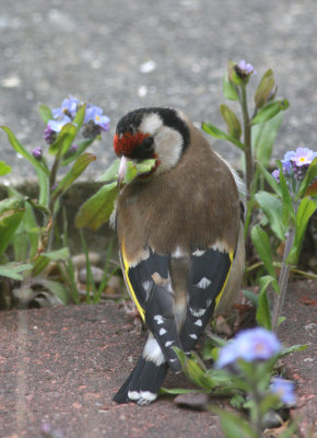 goldfinch