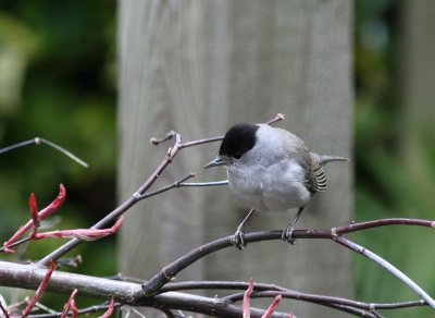 blackcap