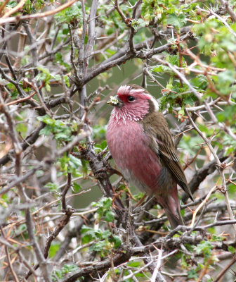 white-browed rosefinch