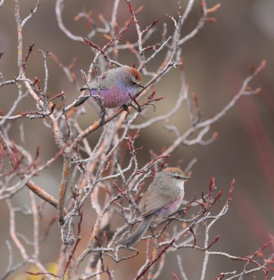 White-browed tit warbler pair