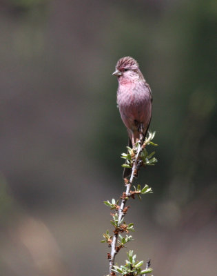 pink-rumped rosefinch