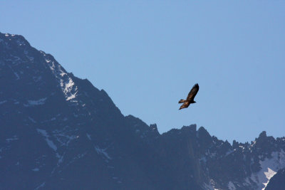 golden eagle