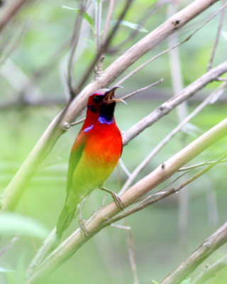 mrs goulds sunbird male