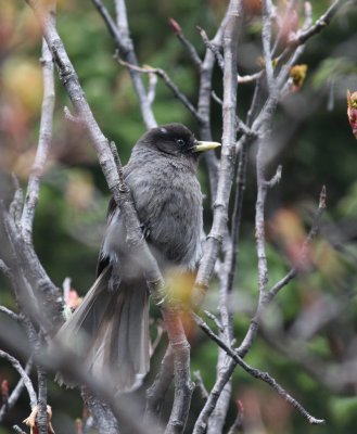 Sichuan jay