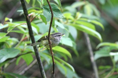 ashy-throated warbler