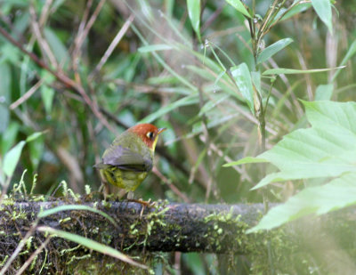 chestnut-headed tesia