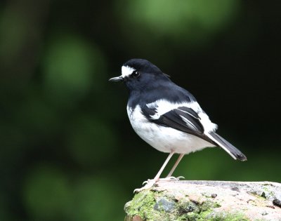 little forktail