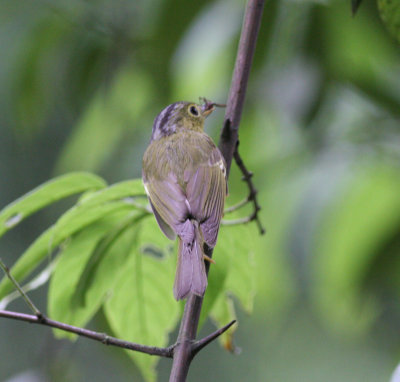 plain-tailed warbler