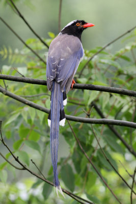 red-billed blue magpie