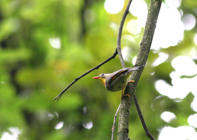 red-billed leiothrix 