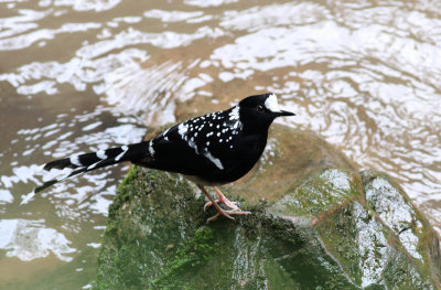spotted forktail