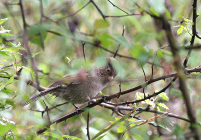 three-toed parrotbill