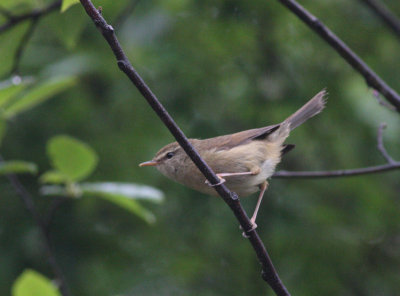 yellow-bellied bush warbler