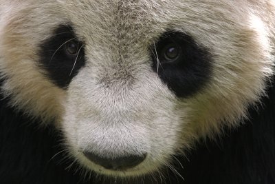 giant panda