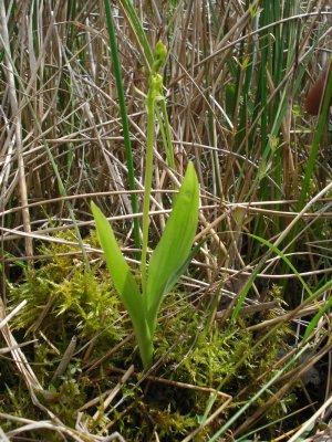 fen orchid, Liparis loeselii