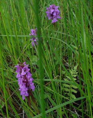 southern marsh orchids, Dactylorhiza praetermissa