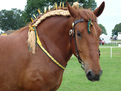 Royal Norfolk Show shire horse