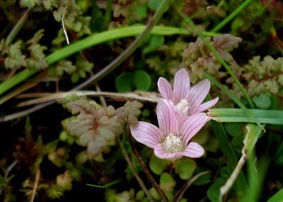 bog pimpernel