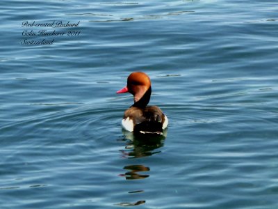 Red-crested Pochard