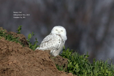 Snowy Owl