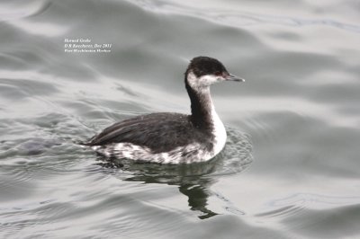  Horned Grebe -  winter