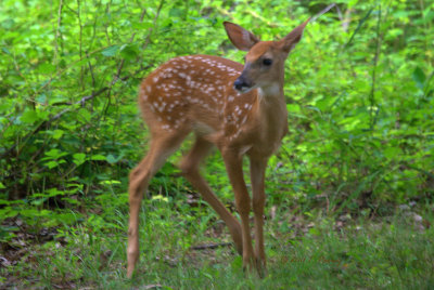 Core Ceek Park