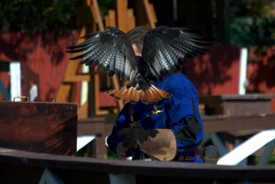 the hawk
