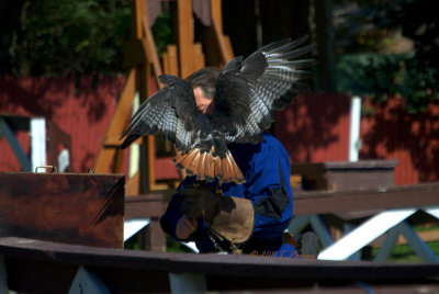 the hawk