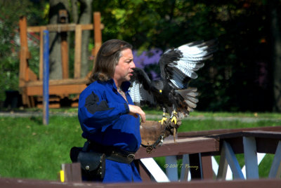 the hawk