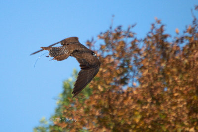 the falcon (building speed)