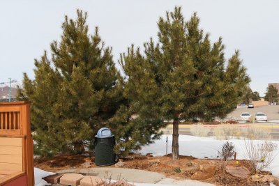 Austrian Pine #113 (6238)