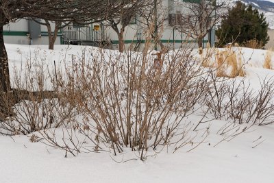 Chaste Tree #404 (6223)