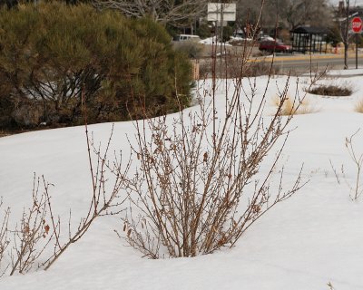 Forsythia #421 (6240)
