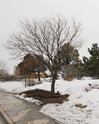 Golden Rain Tree #102 (6222)